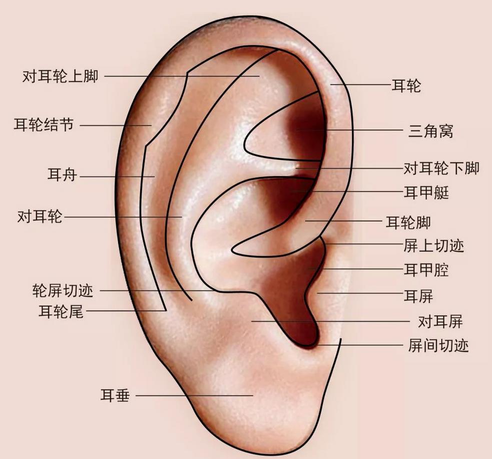 結(jié)合耳廓揉按法、耳穴刺激法、耳灸法三大技法